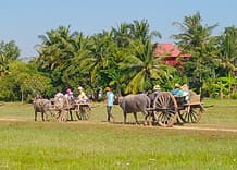 Oxcart Ride