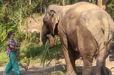 Chiang Mai Elephant Sanctuary
